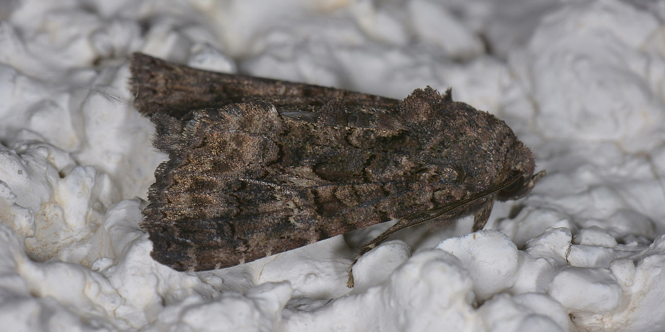 Catephia sp? No, Aedia leucomelas